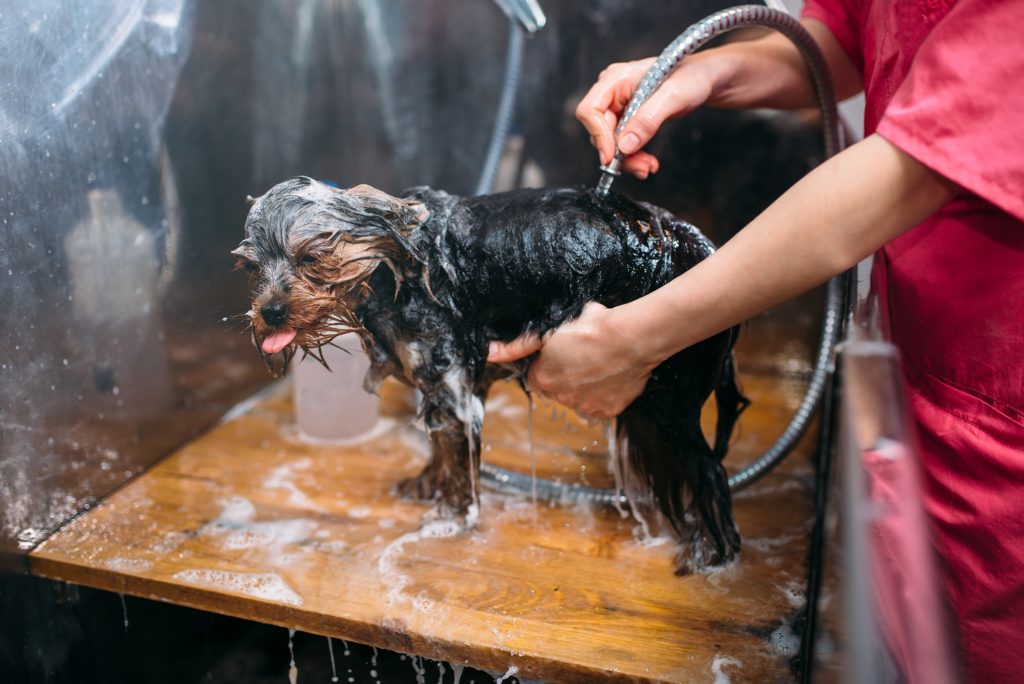 Pet grooming, dog washing in groomer salon